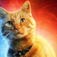 Goose, el gato de la Capitana Marvel.